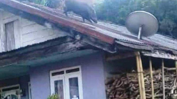 Heboh! Babi Hutan Nangkring di Atap Rumah Warga